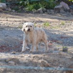 The site mascot.