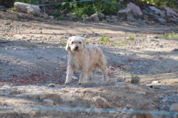The site mascot.