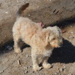 Dog at church building site in Ajijic - Chapala