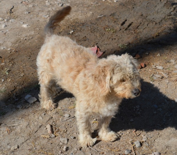 Dog at church building site in Ajijic - Chapala